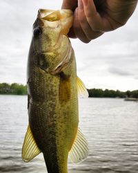 Close-up of hand holding fish