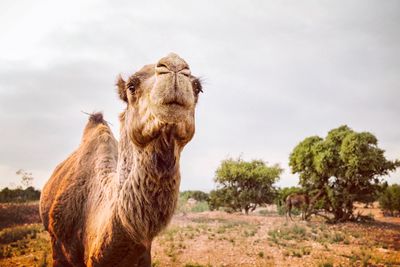 Camel on field against sky