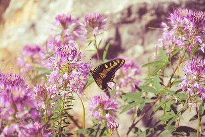 Close-up of butterfly pollinating on purple flowers