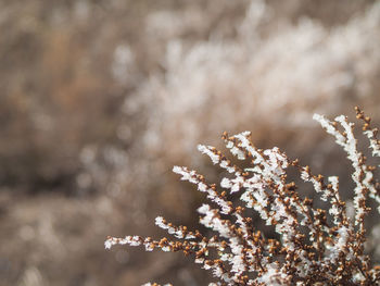 Close-up of snow on plant during winter