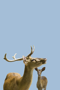 Low angle view of deer against clear sky