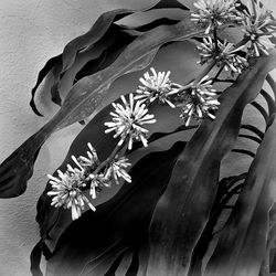 Close-up of flower tree