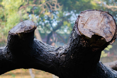 Close-up of tree trunk in forest