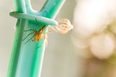 Close-up of insect