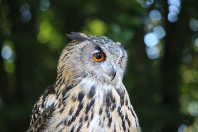 Close-up of owl on tree