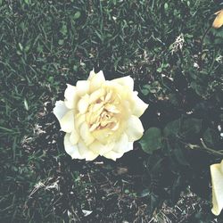 High angle view of rose flower on field