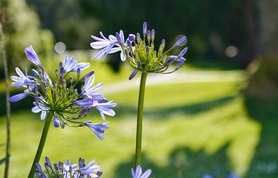 Close-up of purple flowers blooming outdoors