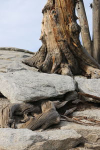 Close-up of lizard on rock against sky