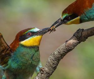 Close-up of birds 