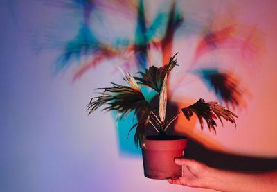 Cropped hand holding potted plant against wall