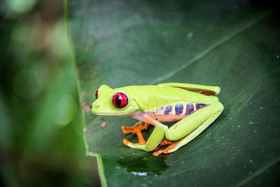 High angle view of insect on leaf