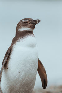 Close-up of penguin against clear sky