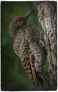 Close-up of bird perching on tree