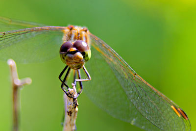 Close-up of insect on plant