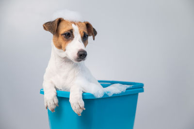 Portrait of puppy on white background