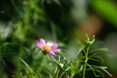 Close-up of pink cosmos flowers blooming outdoors