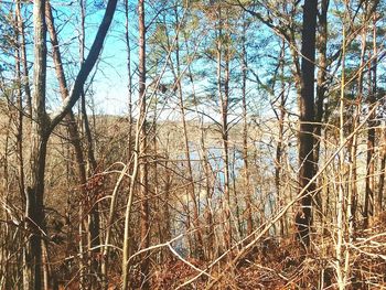 Bare trees in forest against sky