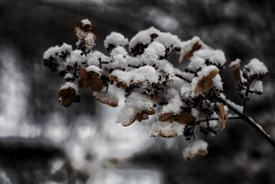 Close-up of frozen tree during winter