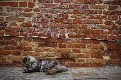 Cat lying on brick wall