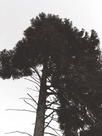 Low angle view of tree against clear sky