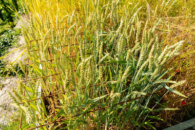 plant