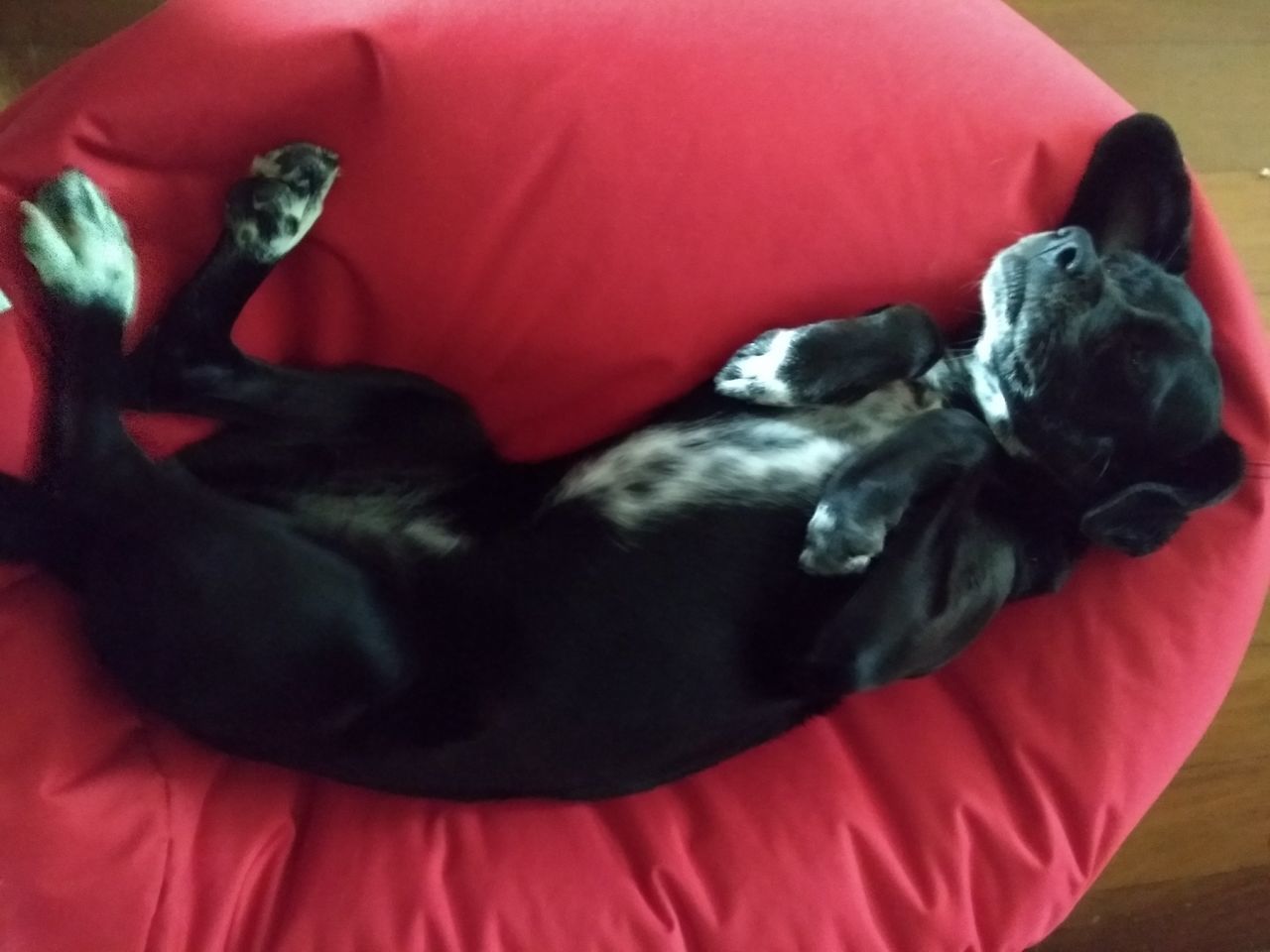 HIGH ANGLE VIEW OF DOG SLEEPING IN A RED