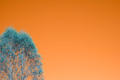 Low angle view of tree against orange sky