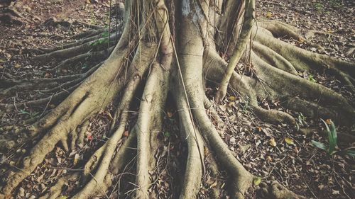 Close-up of tree roots in forest