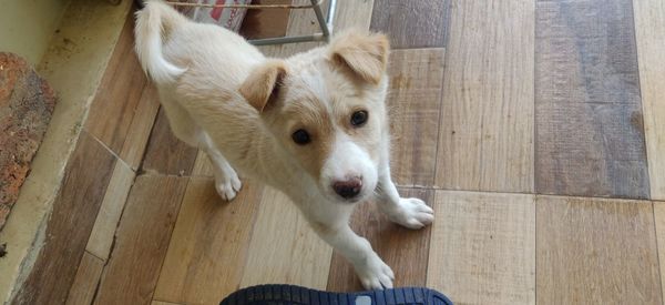 High angle portrait of dog standing on hardwood floor