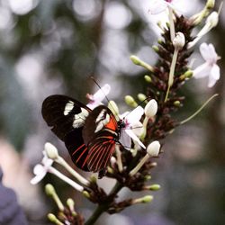 Close-up of butterfly perching on plant