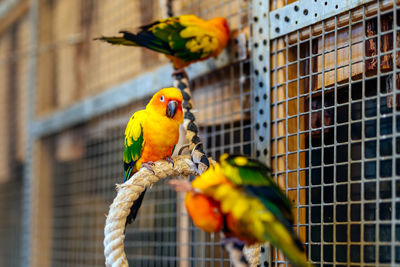 Close-up of parrot perching in cage