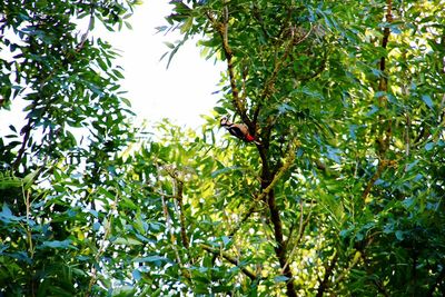 Low angle view of bird perching on tree