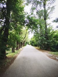 Empty road along trees