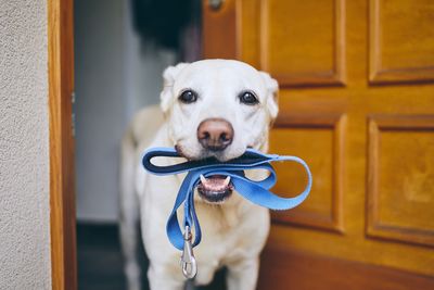 Close-up portrait of dog carrying pet leash in mouth while standing by door