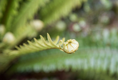 Close-up of flower on plant