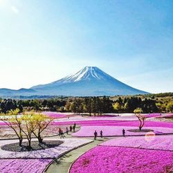 Scenic view of pink mountains against clear blue sky