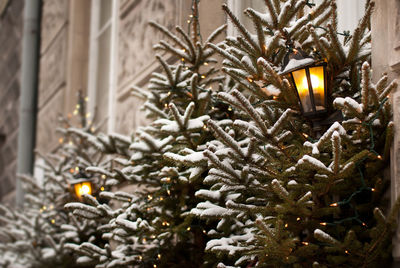 Close-up of illuminated christmas tree at night