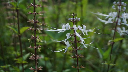 Close-up of flowering plants