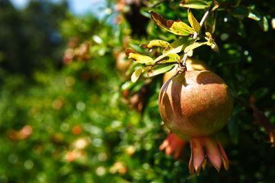 Close up of pomegranate 