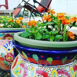 Close-up of flowers in pot