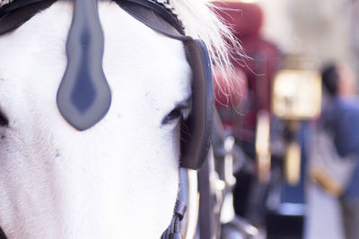 Close-up of white horse