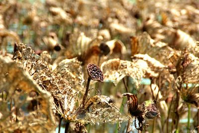 Close-up of butterfly on plant