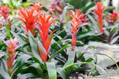 Close-up of red bromeliads flowers