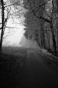 Road amidst trees in forest during foggy weather
