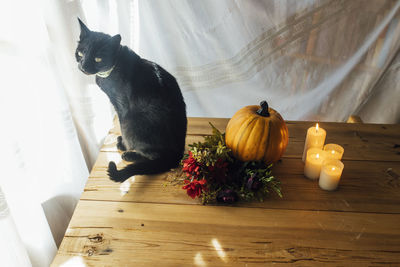 Halloween pumpkin black cat flowers and candles