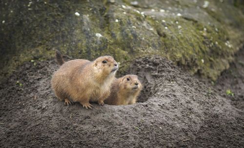 Close-up of sheep on rock