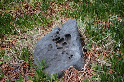 Close-up high angle view of grass