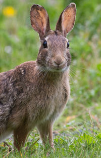 Portrait of bunny