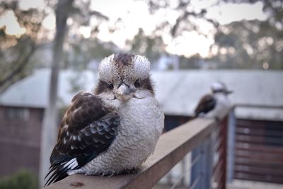 Close-up of birds perching on railing