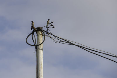 Low angle view of bird on pole against sky